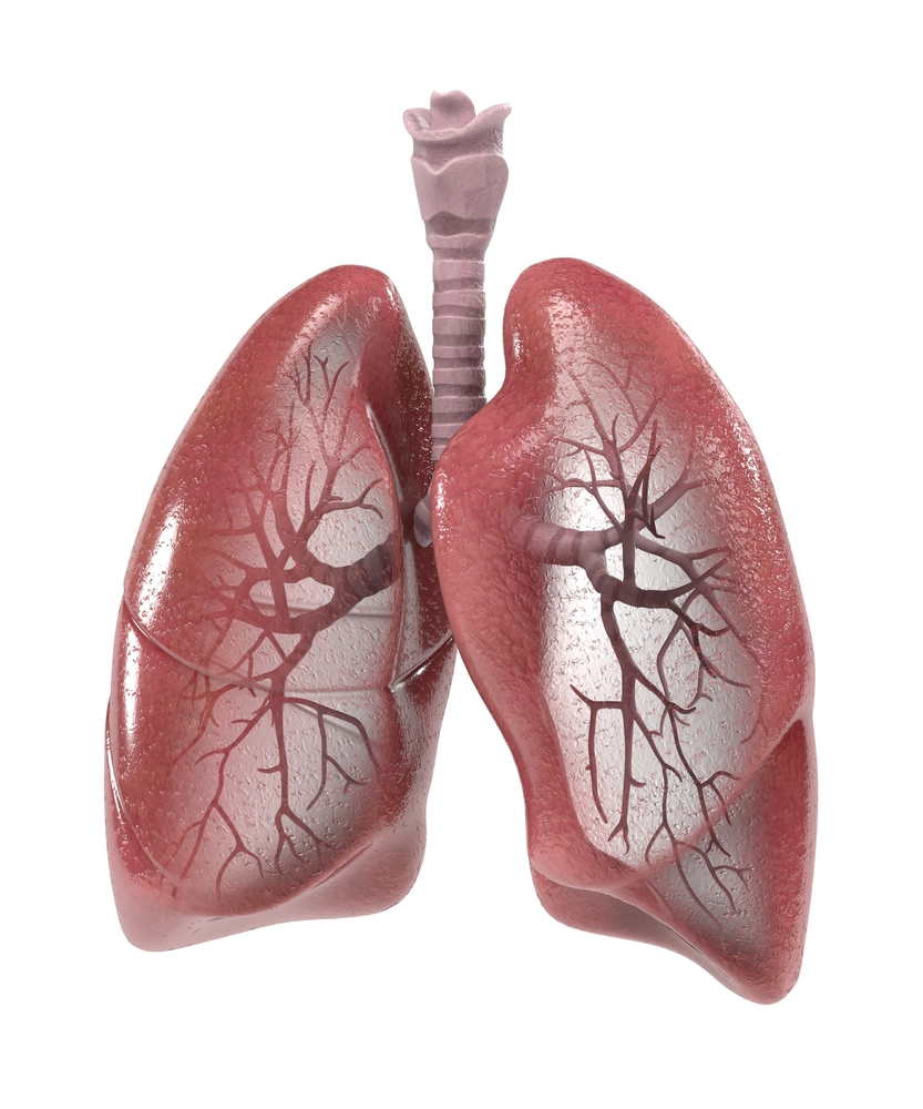 Respiratory System