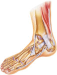tendons