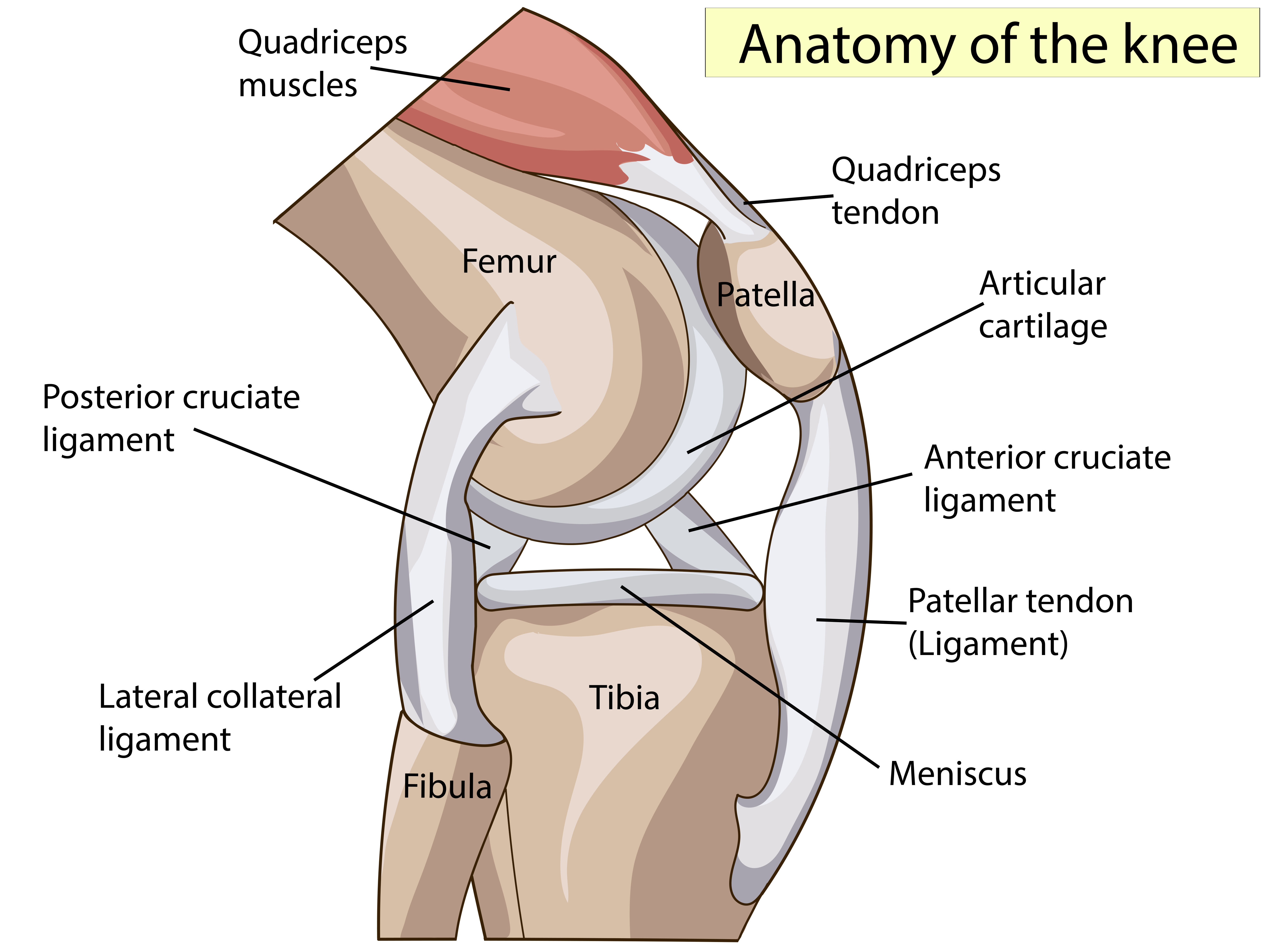 Knee Colwelaw