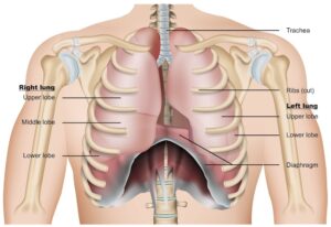 chest cavity