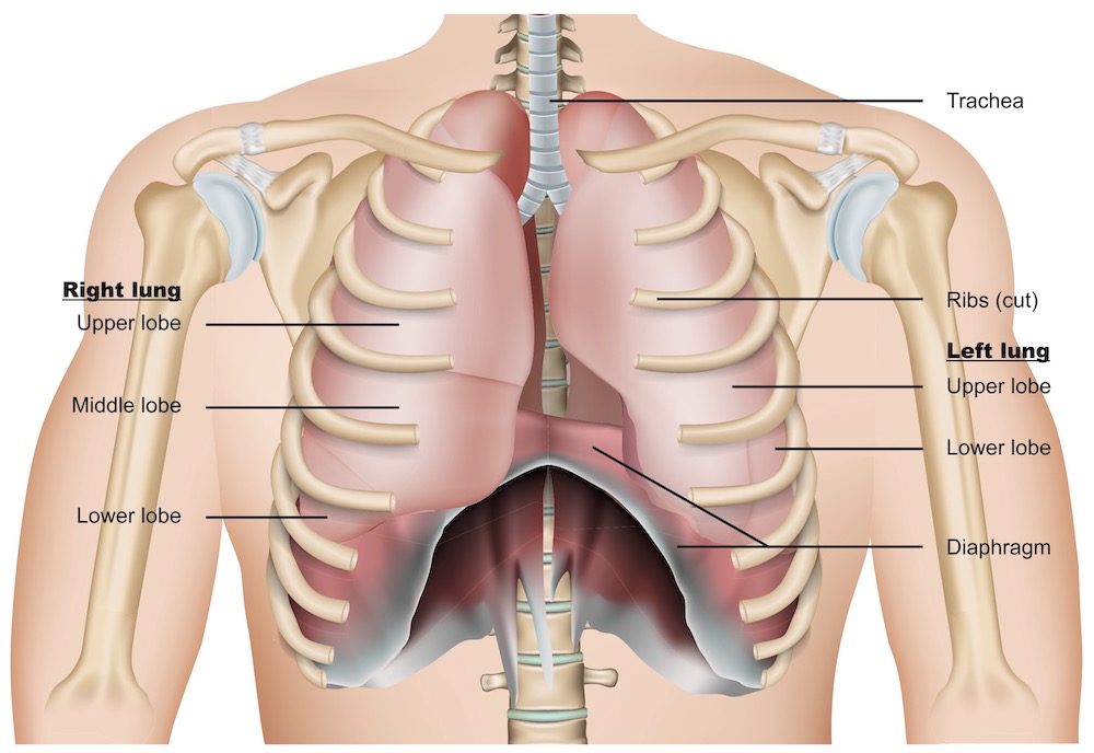 chest cavity